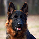 red and black german shepherd puppies for sale near me